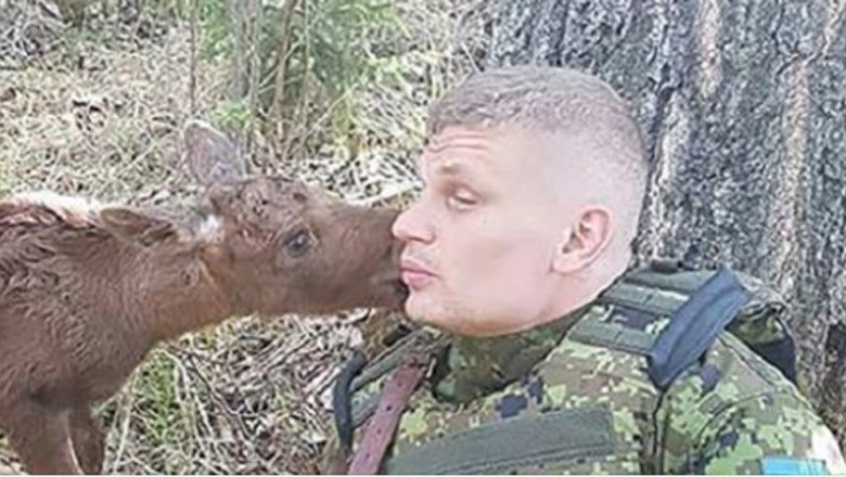 Mały łoś podchodzi do żołnierza w środku lasu! Szybko zorientował się, że zwierzak chce mu coś przekazać! 