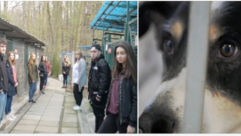 Polska młodzież nagrała teledysk, żeby pomóc psom ze schronisk! Efekt jest bardzo emocjonalny! 