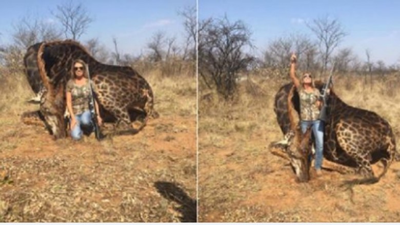 Zastrzeliła na polowaniu rzadki okaz czarnej żyrafy! Swoim trofeum postanowiła pochwalić się w sieci! 