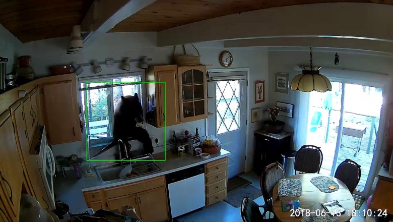 Niedźwiedź włamuje się do domu przez okno w poszukiwaniu konkretnej zdobyczy! Zobacz co uchwyciła kamera! 