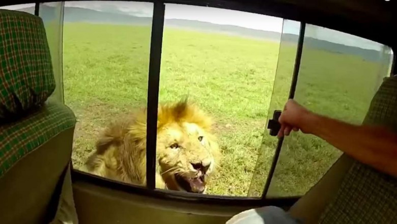 Uchylił szybę w aucie, żeby pogłaskać lwa! Szybka reakcja zwierzęcia sprawiła, że spanikował!