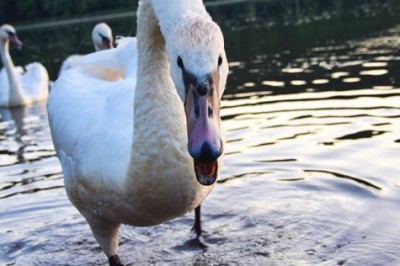 Łabędź gej ciągle atakował ludzi, żeby chronić swoje adoptowane dziecko! Mały plastikowy kubeczek! 