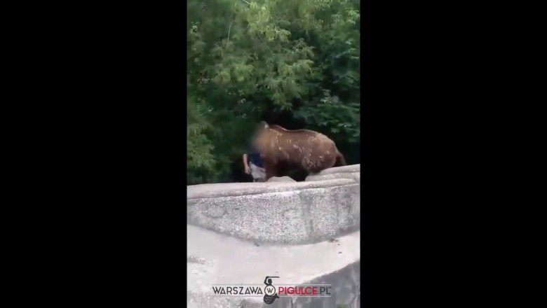 Pijany typ w Warszawie włazi na wybieg dla niedźwiedzi! Chciał sobie zrobić z nim selfie!