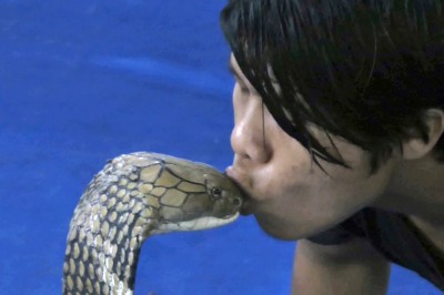 Nerwy ze stali! Ten gość zaszokował wszystkich całując olbrzymią Kobrę Królewską! 