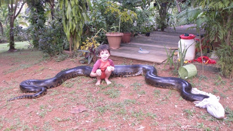 Co za bydle! Ogromna anakonda schwytana po tym jak zjadła psa na podwórku sąsiadów!