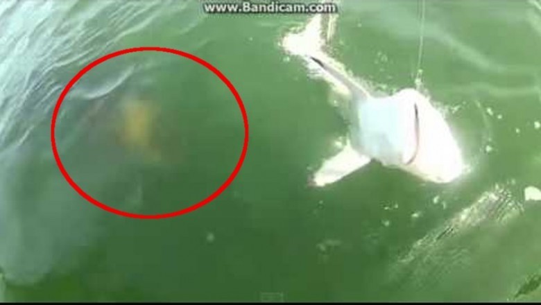 Co to był za potwór?! Kamera uchwyciła jak olbrzymia kreatura z głębin zjada rekina!
