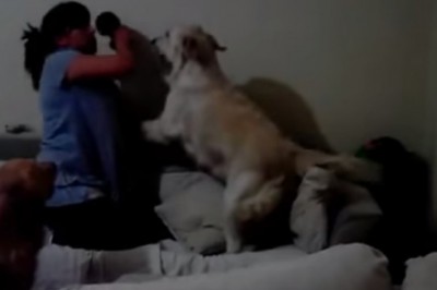 Matka chciała pobić swoje dziecko! Gdy już chciała je uderzyć dwa psy zrobiły właśnie to!