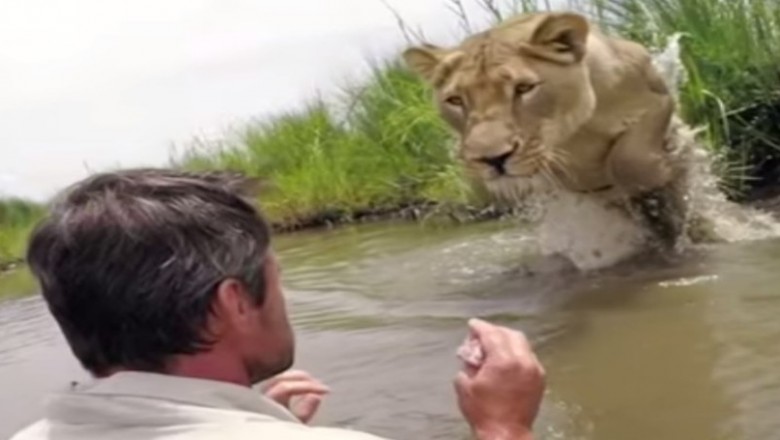 Po 7 latach lwica spotkała człowieka, który uratował jej życie! Wielki kot natychmiast się na niego rzuca! 