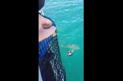 Wskoczył do wody, a po chwili zaatakował go rekin! Ekstremalny chrzest wodny!