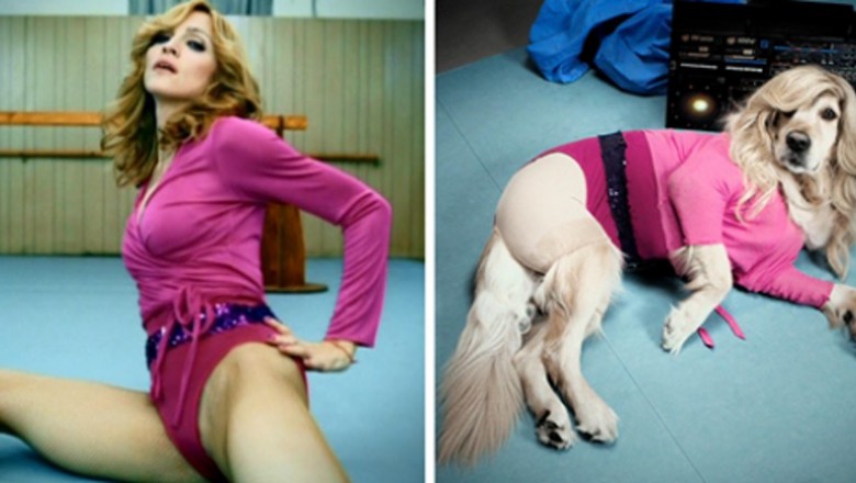 Ten pies odtworzył ikoniczne zdjęcia Madonny – dbałość o szczegóły jest absolutnie niewiarygodna!