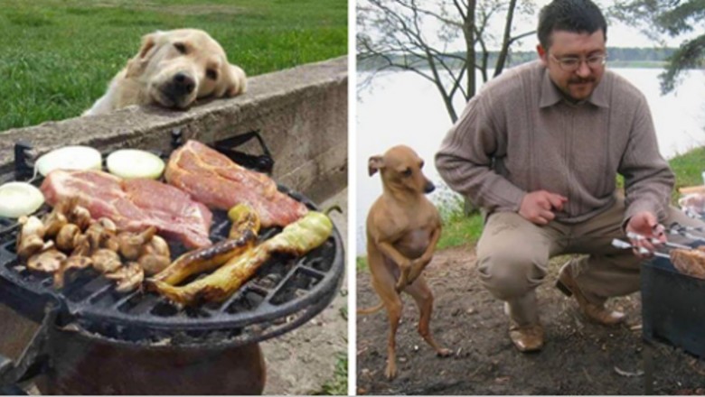 18 zabawnych zdjęć psów błagających o jedzenie – po prostu nie da się im odmówić!