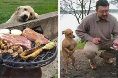 18 zabawnych zdjęć psów błagających o jedzenie – po prostu nie da się im odmówić!