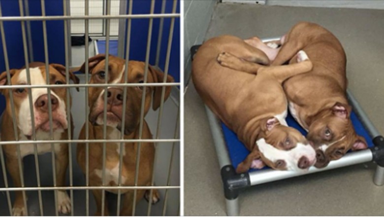 Dwaj bracia trafili do schroniska w wieku 6 miesięcy! Psy płaczą jak tylko się je rozdzieli bo mają tylko siebie! 