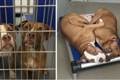 Dwaj bracia trafili do schroniska w wieku 6 miesięcy! Psy płaczą jak tylko się je rozdzieli bo mają tylko siebie!