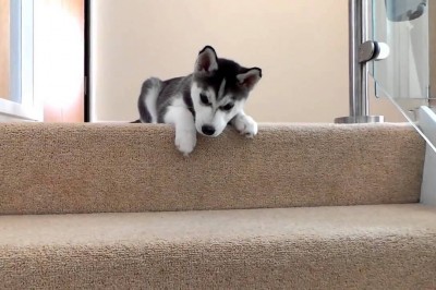 Zobacz jak szczeniak Husky tresuje swojego właściciela! Niezła zamiana ról :D