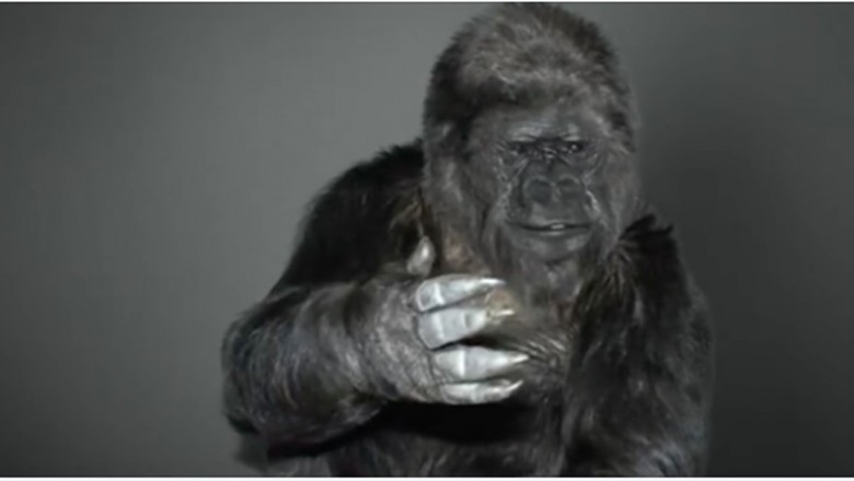Przed swoją śmiercią gorylica Koko przekazała ludziom ważną wiadomość! Znała język migowy! 