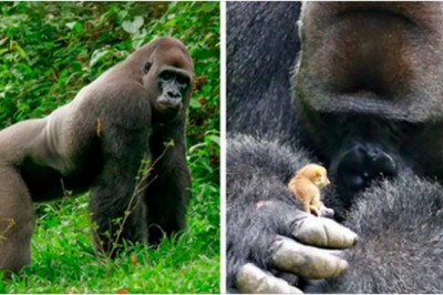 24-letni dominujący goryl spotyka w lesie malutką bezbronną istotkę. Jego reakcja jest bezcenna