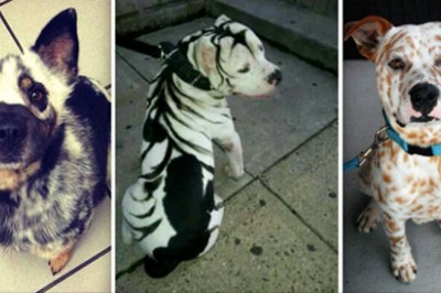 20 psiaków z naprawdę niezwykłym umaszczeniem sierści. Są jedyne w swoim rodzaju