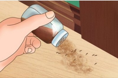 7 skutecznych sposobów na pozbycie się insektów z twojego domu. Karaluchy są najgorsze 
