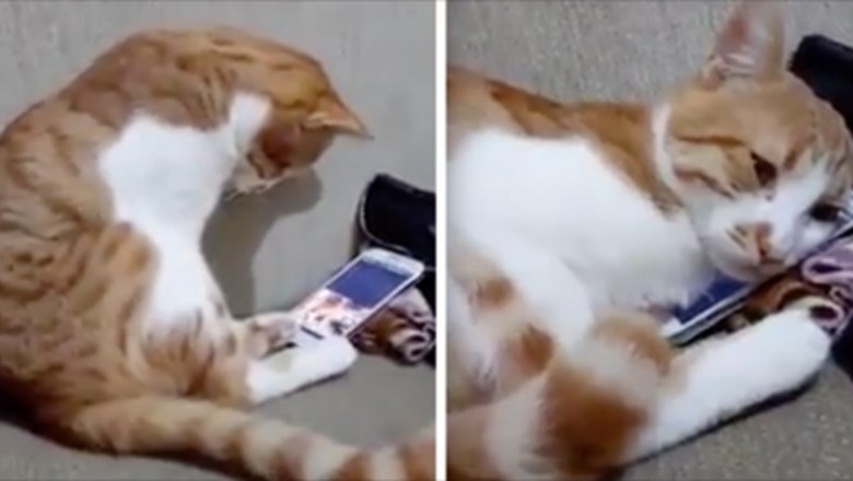 Kociak rozpoznał w telefonie zdjęcie swojego zmarłego właściciela. Reakcja zwierzaka chwyta za serce 