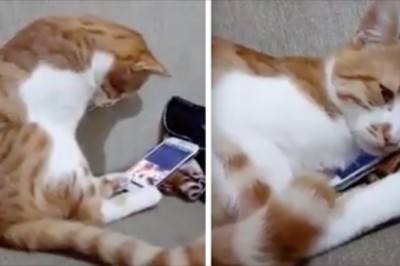 Kociak rozpoznał w telefonie zdjęcie swojego zmarłego właściciela. Reakcja zwierzaka chwyta za serce