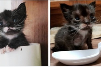 Gdy go odnaleźli był wielkości małej łyżeczki. Mimo swojego wieku ten kociak wyglądał jak noworodek