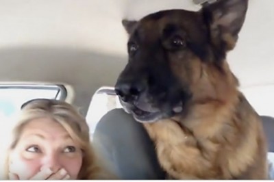 Owczarek zorientował się w aucie, że jedzie do weterynarza. Reakcja psiaka rozbawiła właścicieli do łez