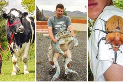 Te zwierzaki są tak wielkie, że ciężko uwierzyć, że są prawdziwe. Prawdziwe giganty w swoim gatunku