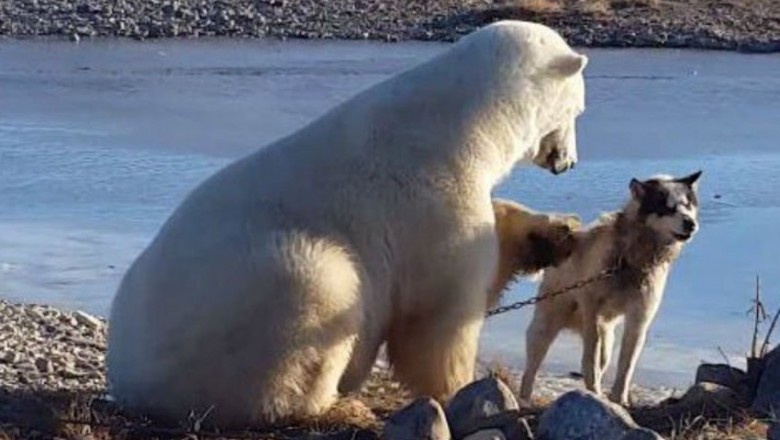 Niezwykłe nagranie gdzie niedźwiedź polarny głaszcze haskiego. Sielankowa scena zmieniła się w tragedię