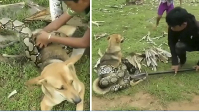 Wąż dusiciel zaatakował ich ukochanego psa. Dzieci postanowiły stanąć w jego obronie
