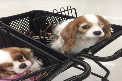 20 niespotykanych zbiegów okoliczności, w które aż trudno uwierzyć. Te jednookie psiaki to prawdziwe przeznaczenie 