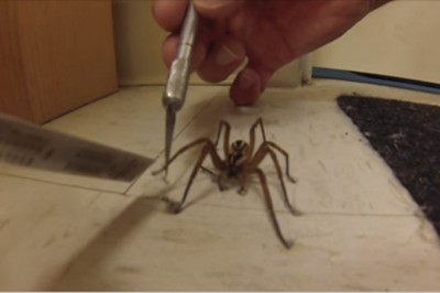 Pająk który sam wyciąga „nogę” po pomoc. Nigdy w życiu nie wdziałem czegoś takiego