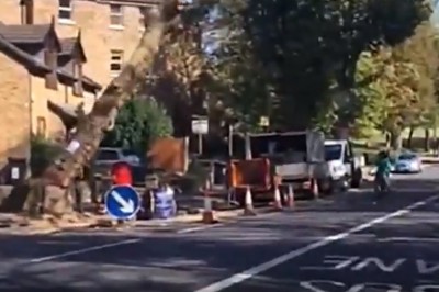 Drzewo prawie spadło na rowerzystę. Największy farciarz uchwycony na filmie