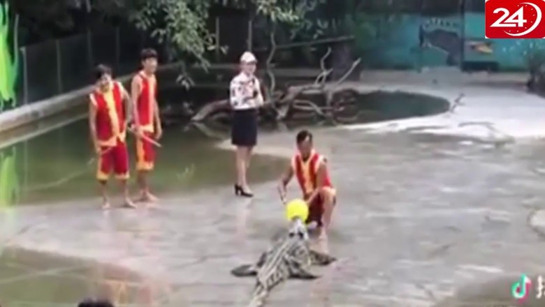 Niespodziewany atak niewidzialnego krokodyla. Dużo strachu na pokazie dzikich zwierząt