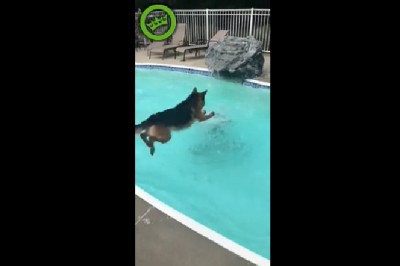 Owczarek niemiecki, który potrafi ratować topiących się ludzi. Właścicielka trochę zdziwiona