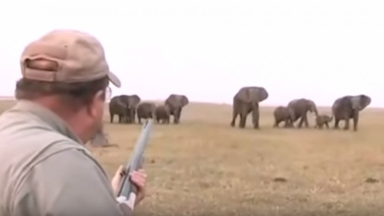 Amerykański turysta „wita” się z rodziną słoni w Namibii. Ludzkie okrucieństwo nie zna granic
