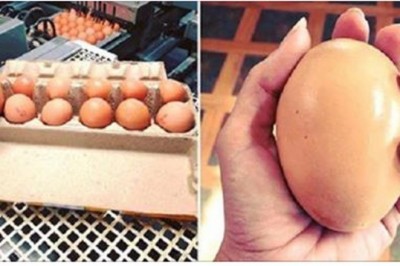 Znalazł w kurniku olbrzymie jajo. Gdy pękła w końcu skorupka, nie mógł uwierzyć własnym oczom