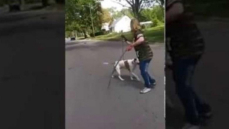 Pitbull uratował swoją właścicielkę przed atakiem innego psa