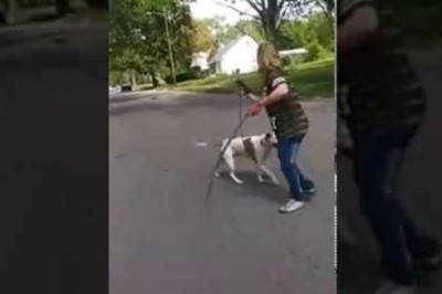 Pitbull uratował swoją właścicielkę przed atakiem innego psa