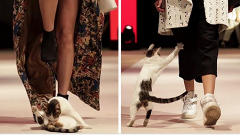 Przypadkowy kot wbiegł na wybieg podczas pokazu mody. Modelki nie wiedziały jak mają się zachować