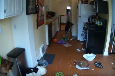 Pies włączył kuchenkę i prawie spalił dom. Właściciele się nie popisali