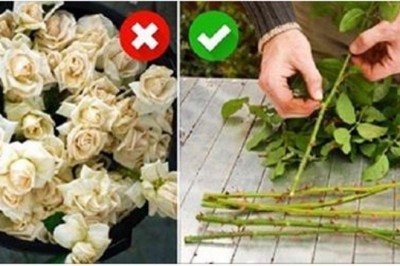 Nie wyrzucaj łodygi zwiędłych róż. Dzięki tej sztuczce będziesz cieszyła się pięknymi kwiatami długi czas