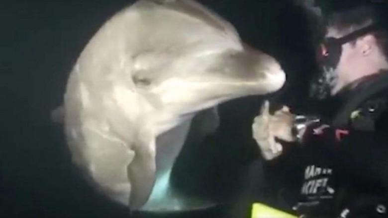 Delfin podpływa do nurka i prosi go o szybką pomoc. Niezwykłe zachowanie inteligentnego zwierzęcia 
