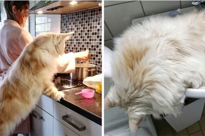 Właściciele kotów rasy Maine Coon pochwalili się zdjęciami swoich pupili. Będziesz zaskoczona jak one są wielkie