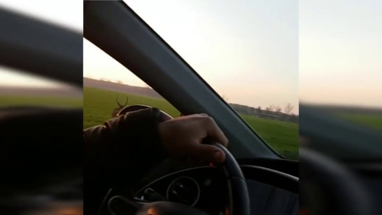 Pędzący jeleń kontra samochód. Niesamowity film w z Wielkopolski nagrany przez pasażera 