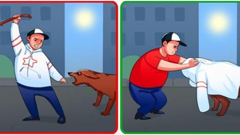 18 rzeczy, które musisz wiedzieć w sytuacji gdy zaatakuje cię pies. Zobacz czym możesz sprowokować go bardziej 