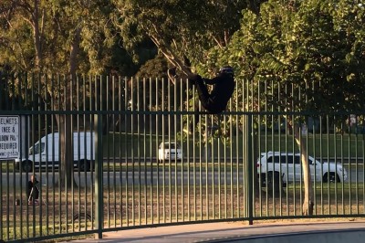 Niewiele brakowało, a musieliby go ściągać ratownicy. Ziomek na rowerze kontra płot