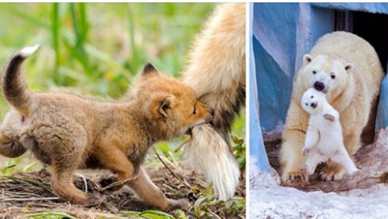 20 słodkich zdjęć pokazujących zwierzęce mamy w akcji. Wcale nie różnią się od ludzi