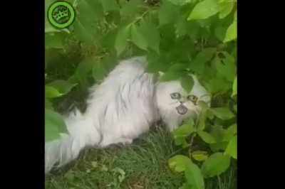 „Matka dzwoń na policję”. Konkretnie wystraszony ziomek na ogrodzie