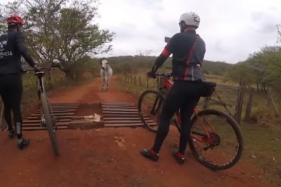 Rowerzyści kontra byk. Gdy kolega próbuje grać kozaka to musi się to źle skończyć